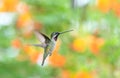 An male Long-billed Starthroat hummingbird, Heliomaster longirostris, hovering in the air Royalty Free Stock Photo