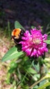 A large shaggy bumblebee on a flowering clover. The insect collects nectar from the flower.