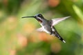 An male Long-billed Starthroat hummingbird, Heliomaster longirostris, hovering with a colorful background. Royalty Free Stock Photo