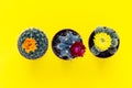 Bright photo of small cactus set with blooming flowers on isolated yellow surface. Background with text space. Succulent plants i