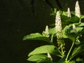 Bright phytolacca bush