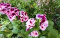 Bright picture of a geranium angel plant on a background of green plants. Bicolor white-pink angel pelargonium in a beautiful