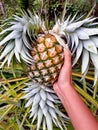 Bright picture of women holding pineapple on the farm, with spigot attached around