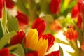 Bright picturesque colorful tulips. March 8 spring holiday