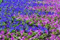 Bright picturesque flowerbed, violet and pink flowers pansy on a sunny day. Natural scenic background