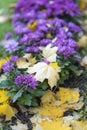 Bright picturesque purple flowers on a street flowerbed a sunny day and fallen marple leaves, the change of seasons