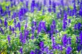 Bright picturesque, purple purple lavender-like flowers in a street flowerbed, summer day, botanical background, concept