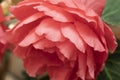 Bright pinc flowers of begonia close-up. Pinc begonia Royalty Free Stock Photo