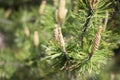 Bright pine branches in the park