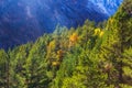 Coniferous and deciduous forest in the sun in the mountains Royalty Free Stock Photo