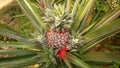 Bright pineapple still young on the farm, with spigot around attached