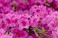 Bright pink alpen rose flowers