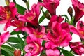 Bright Pink Alstromeria Flowers Royalty Free Stock Photo