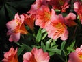 Pink Alstromerias Or Peruvian Lily In Bloom Royalty Free Stock Photo