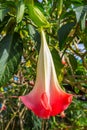 Bright pink Angel Trumpet Brugmansia in Jamaica
