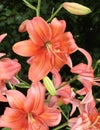 Bright pink asiatic lilies growing in a garden