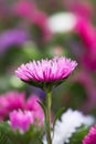 Bright pink aster flower autumn time background