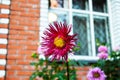 Bright pink Aster flower on the background of a country brick house Royalty Free Stock Photo