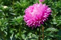 Bright pink aster flower on a flowerbed Royalty Free Stock Photo