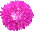 Bright pink aster flower isolated on white