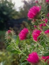 Bright pink aster flowers blooming in sunlight, captured in a close-up view. Royalty Free Stock Photo