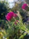 Bright pink aster flowers blooming in sunlight, captured in a close-up view. Royalty Free Stock Photo