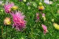 Bright pink asters on a flower bed in the park. Royalty Free Stock Photo