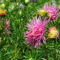 Bright pink asters on a flowerbed in the park.