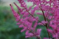 Bright pink astilbe close up