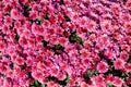 Bright pink autumn chrysanthemums flowers. Floral background. Lush flowering