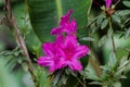 Bright pink Azalea blossoms in Hawaii. Green leaves and branch. Green background.