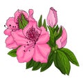 Bright pink azalea flowers with green foliage on a white background.