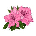 Bright pink azalea flowers with green foliage on a white background.