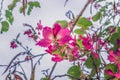 Bright pink Bauhinia blakeana flowers among blurred branches