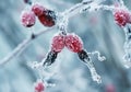 bright pink berries of wild rose covered with white frosty crystals of frost in the winter garden Royalty Free Stock Photo