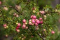 Bright pink berry of a pink mountain-berry shrub in the rain Royalty Free Stock Photo