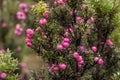 Bright pink berry of a pink mountain-berry shrub in the rain Royalty Free Stock Photo