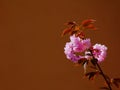 Bright pink blooming pink flowers on brown twigs in bright spring light Royalty Free Stock Photo