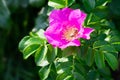 Bright pink blooming flowers of dog rose and green leaves on sunbeams in summer time Royalty Free Stock Photo