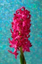 Bright pink blooming hyacinth on a bright, shiny turquoise background with glitter. Flower head close-up Royalty Free Stock Photo