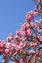 Bright pink blooming magnolia flowers on tree, view against blue sky, copy space