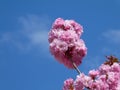 Bright pink blooming pink flowers on twigs in bright spring light Royalty Free Stock Photo