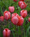 Bright pink blooming tulips on a sunny day Royalty Free Stock Photo