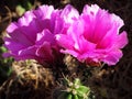 Closeup of a Columnar Cactus with Colorful Pink Blooms Royalty Free Stock Photo