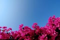 Bright Pink Bougainvillea Royalty Free Stock Photo