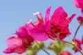 Bright Pink Bougainvillea