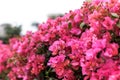 Bright Pink Bougainvillea Royalty Free Stock Photo