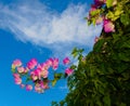 Bright pink Bougainvillea blossoms against a vivid blue summer sky Royalty Free Stock Photo