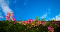 Bright pink Bougainvillea blossoms against a vivid blue summer sky Royalty Free Stock Photo