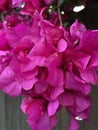 Bright pink bougainvillea blossoms